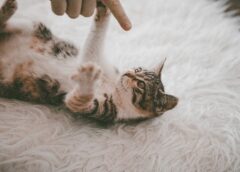 Usługa prania dywanów w Warszawie – Warto porównywać ceny