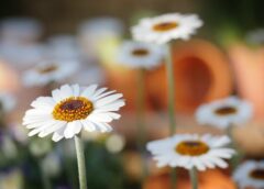 Na co zwrócić uwagę projektując ogrodów