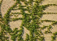 Innowacyjne rozwiązanie na zielony mur