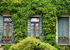 Zielone ściany jako rozwiązanie dla miejskich przestrzeni