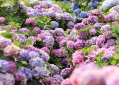 Nowoczesne podejście do aranżacji ogrodów