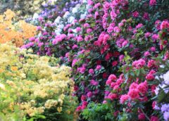 Nowoczesne podejście do aranżacji ogrodów