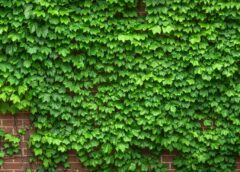 Zielone ściany jako nowoczesne rozwiązanie w przestrzeni miejskiej